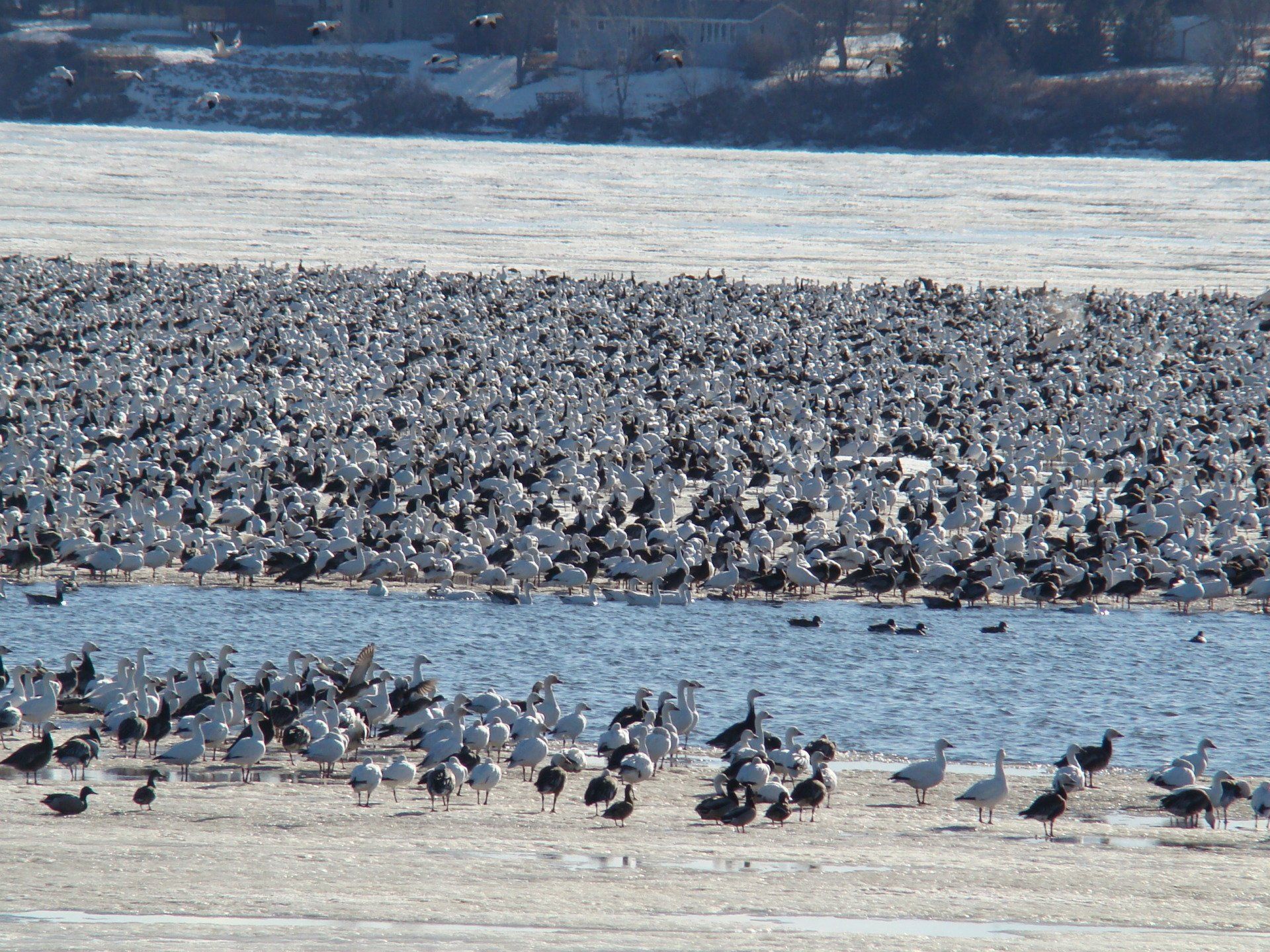 snow geese in the spring