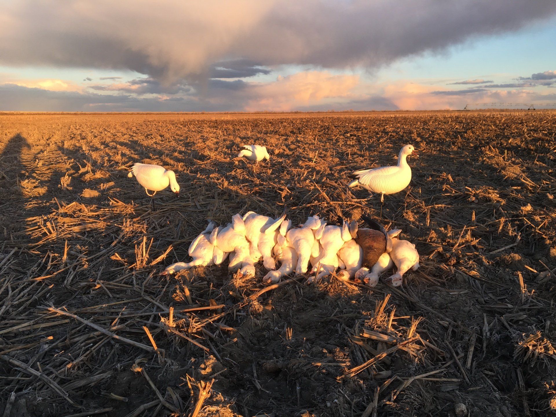 South Dakota spring snow goose hunts