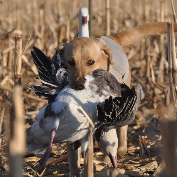 spring snow geese hunts