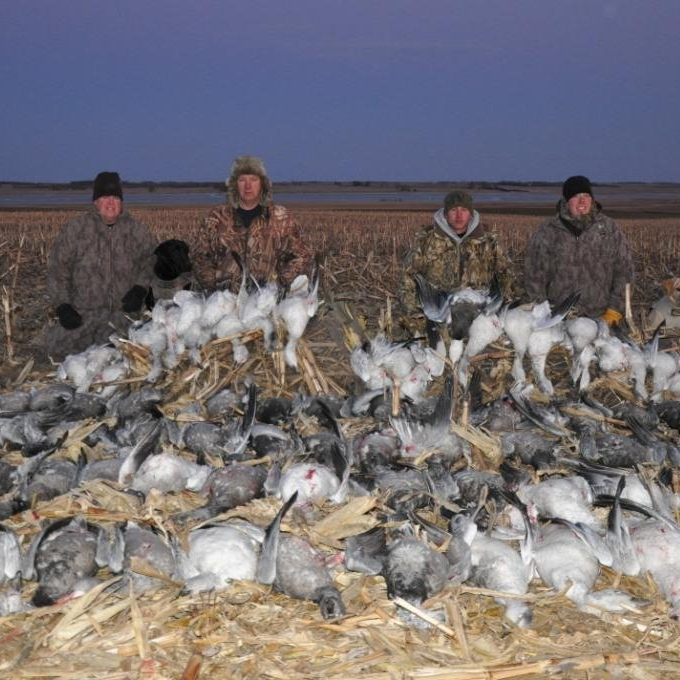 South Dakota snow goose guide