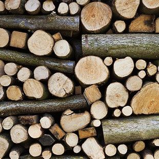 Collection of firewood