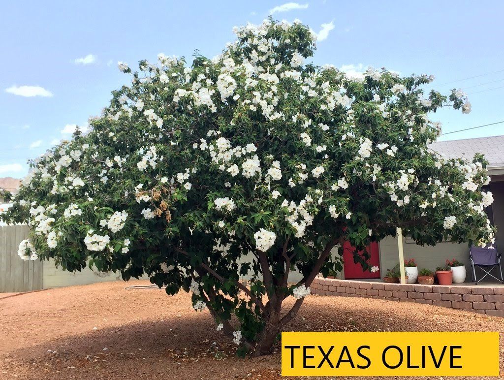 Olive tree — Tucson, AZ — Arizona Tree and Landscape Service, Inc.