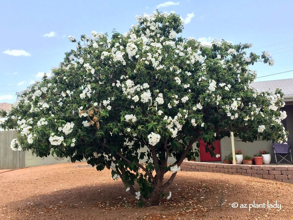Boissieri tree — Tucson, AZ — Arizona Tree and Landscape Service, Inc.