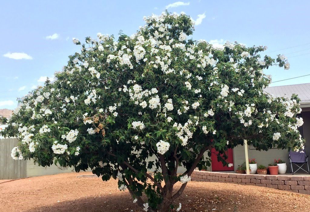 Landscaping — Tucson, AZ — Arizona Tree and Landscape Service, Inc. Landscaping — Tucson, AZ — Arizona Tree and Landscape Service, Inc.