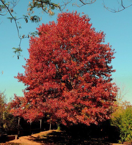 Red oak tree — Tucson, AZ — Arizona Tree and Landscape Service, Inc.