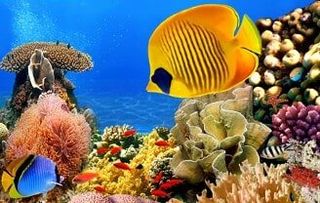 Fish in Aquarium - Pet Supplies Fish in Aquarium - Pet Supplies