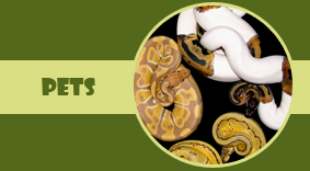 Snakes - Pet Store