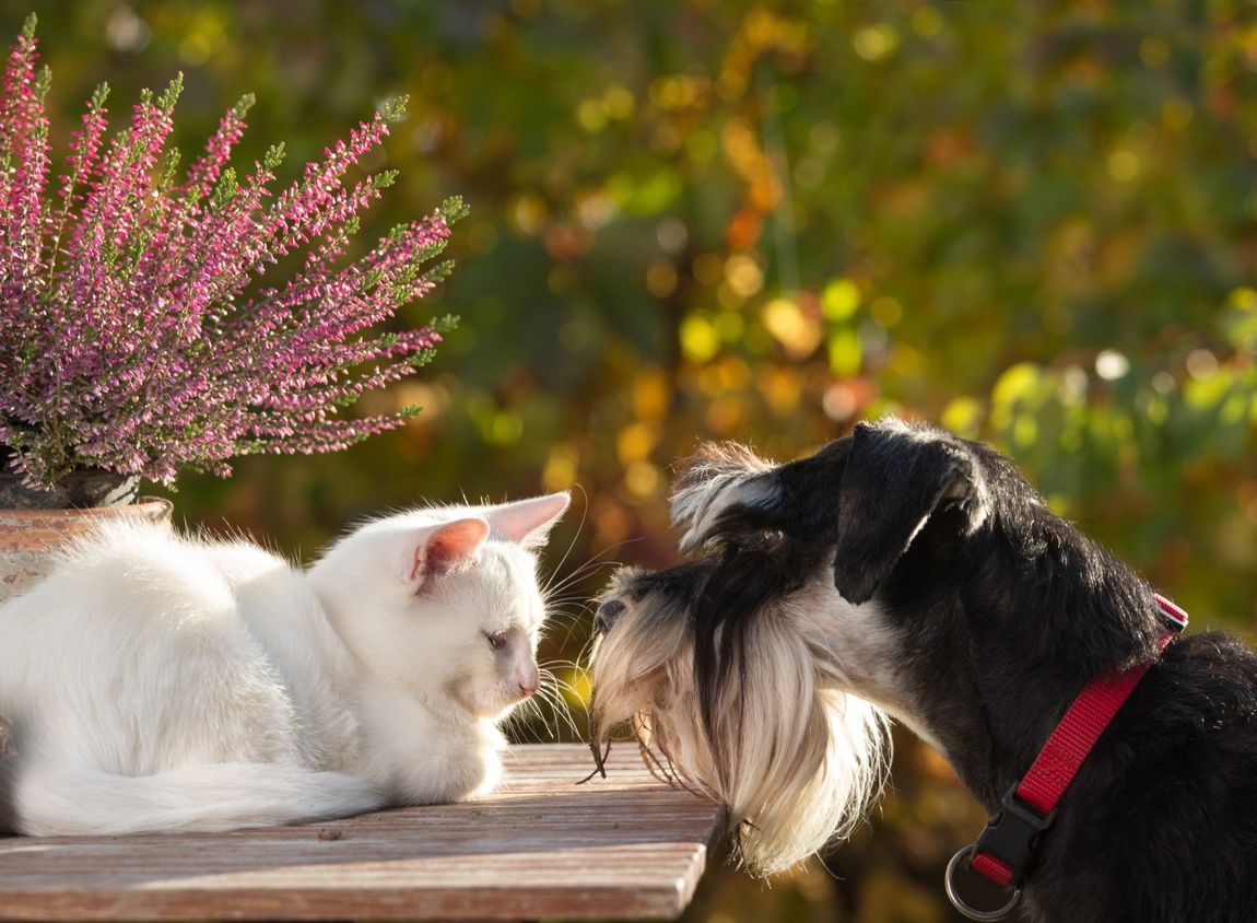 Cane e gatto