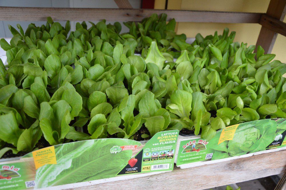 Piante verdi