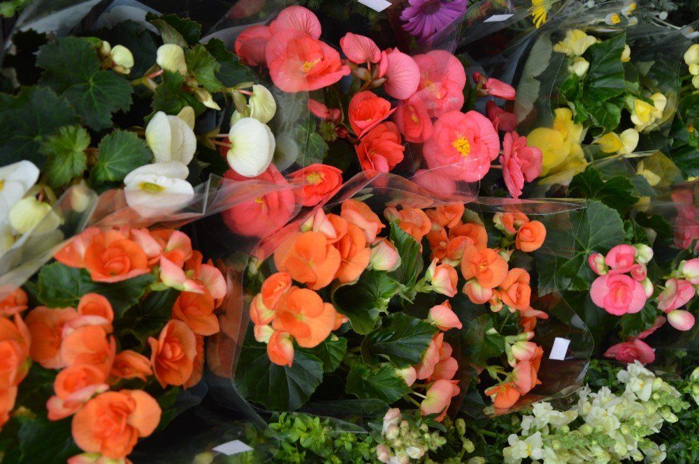 Fiori primaverili