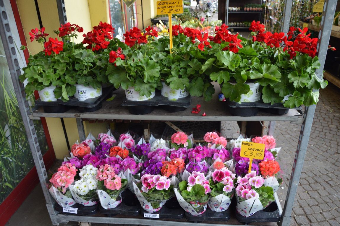 Fiori colorati