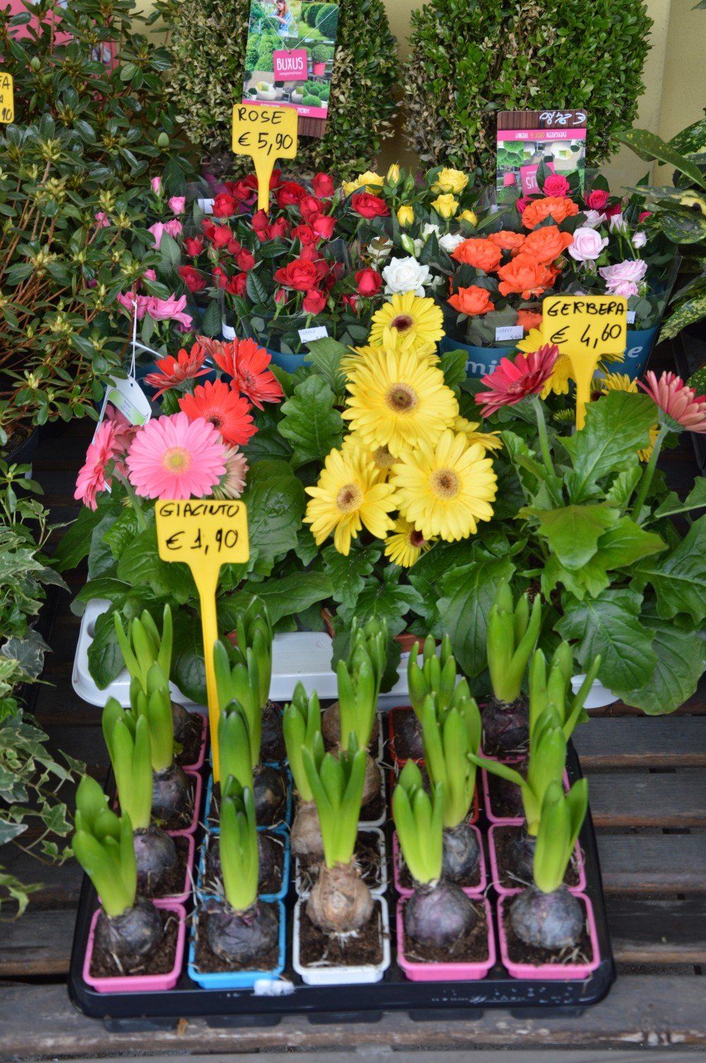 Fiori
