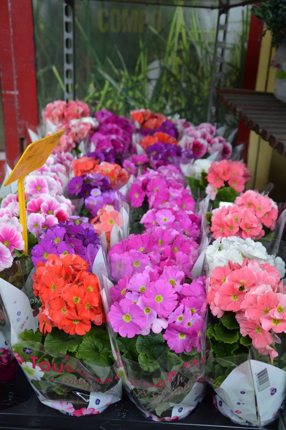 Fiori rosa e viola
