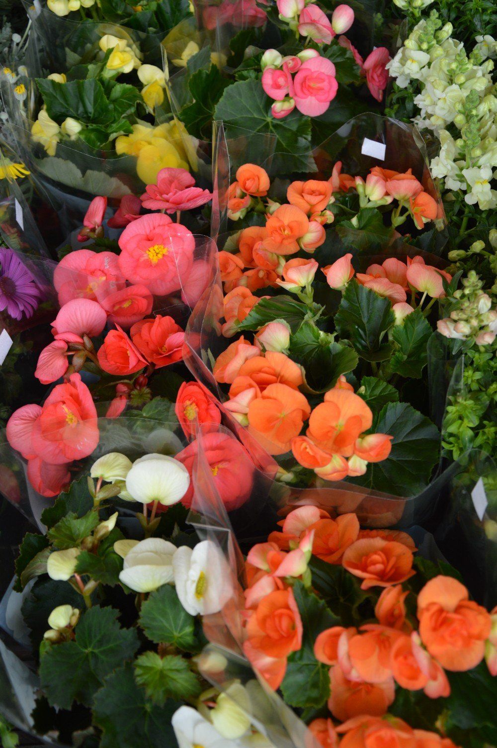 Piante per giardino