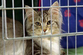 Cattery - Grimsby - Field Cottage Cattery - Cat care