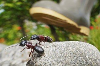 Ants under a large boot. Ants under a large boot.