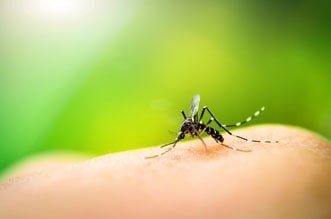 Asian tiger mosquito Asian tiger mosquito