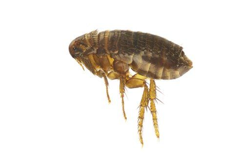 Dog Ticks - Flea/Tick Control Services in Starkville, MS Dog Ticks - Flea/Tick Control Services in Starkville, MS