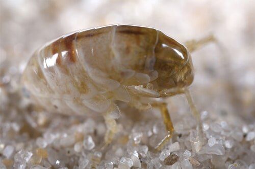 Dog Ticks - Flea/Tick Control Services in Starkville, MS Dog Ticks - Flea/Tick Control Services in Starkville, MS