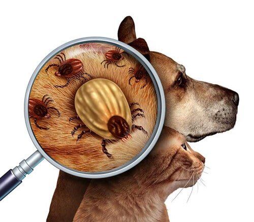 Dog Ticks - Flea/Tick Control Services in Starkville, MS Dog Ticks - Flea/Tick Control Services in Starkville, MS