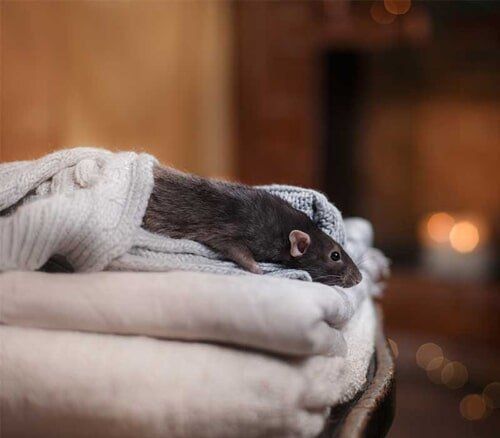 Rodents - Rodents Control Services in Starkville, MS