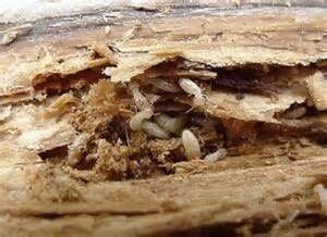 Termite control | Northeast Exterminating LLC | Starkville, MS