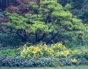 Trees, Landscape Design in Nashua, NH Trees, Landscape Design in Nashua, NH