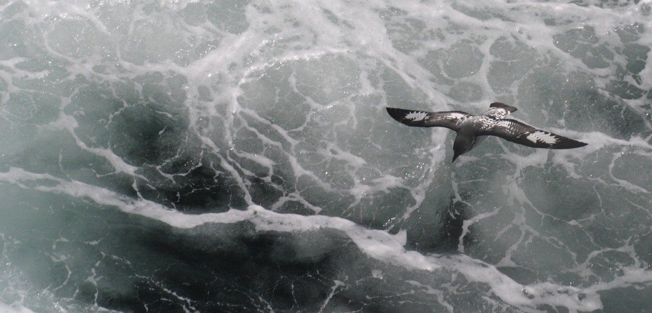 bird flying over water