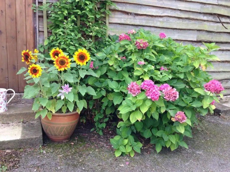Flowers in pots in the garden