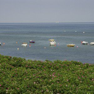 Boote treiben auf ruhigem, blauem Wasser, im Hintergrund ein klarer Himmel, im Vordergrund grüne Büsche.