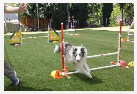 Magic Momo Superdog takes jump to turn right Agility dog Magic Momo Superdog takes jump to turn right