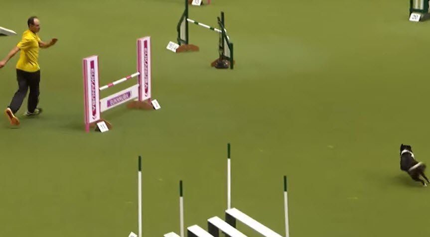 Dog Agility Front Cross Dog Agility Front Cross
