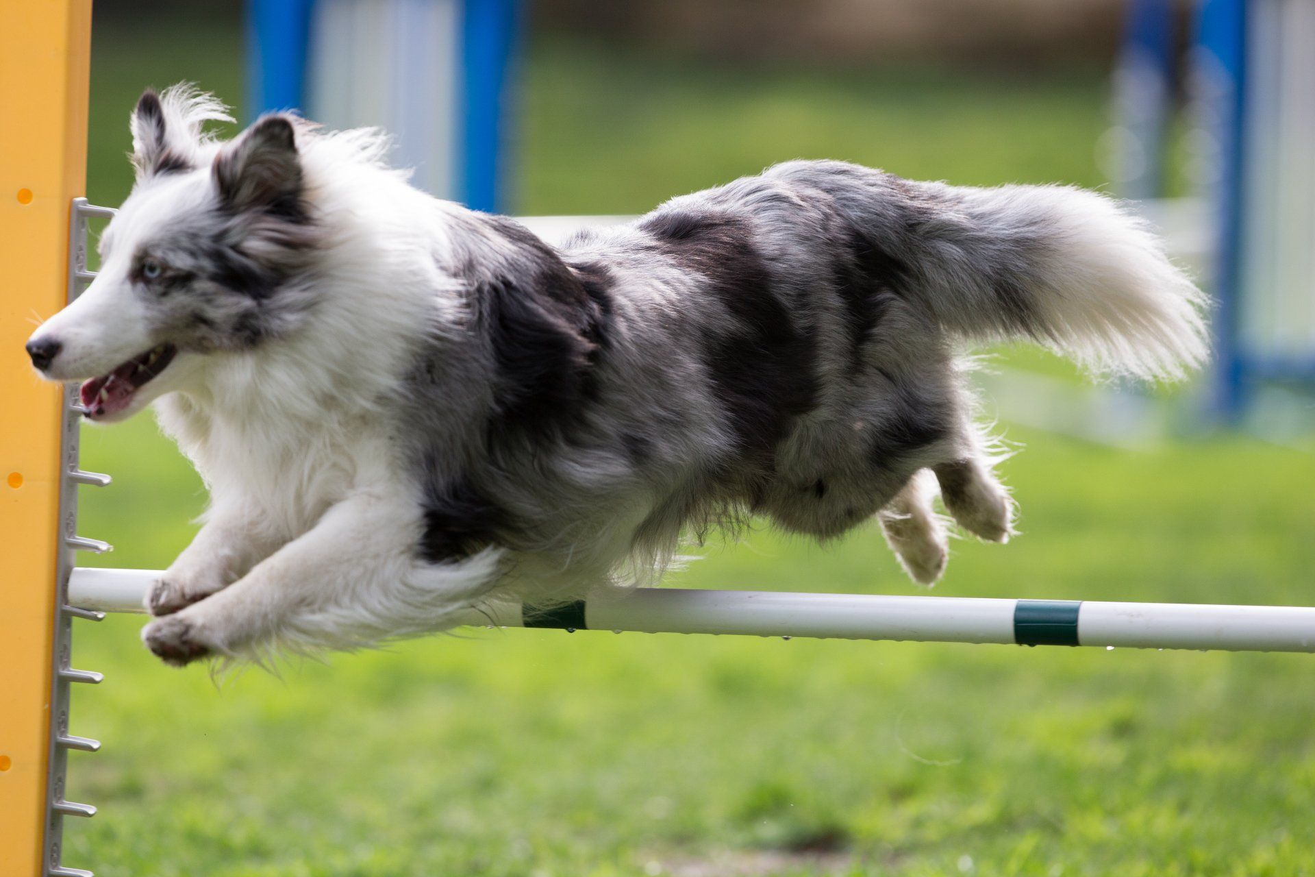 Magic Momo Super dog jumping
