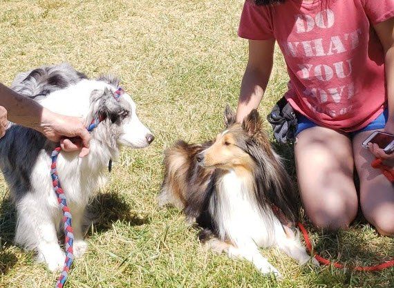 Shetland sheepdogs meet