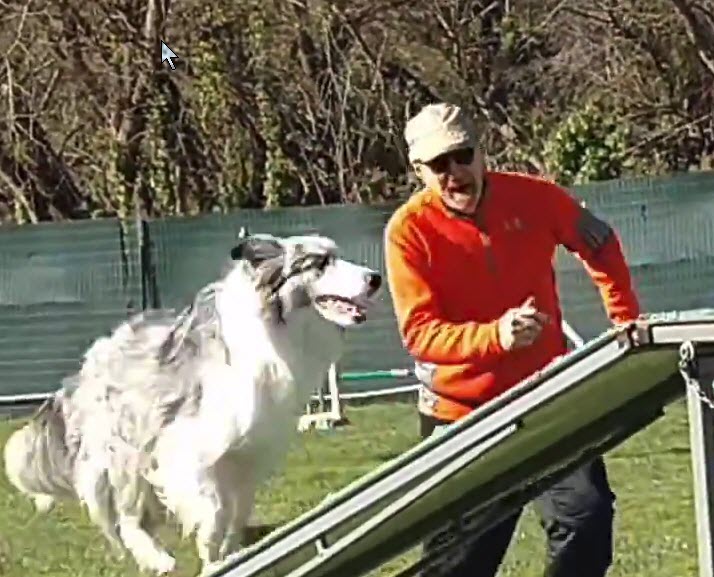 dog agility dog walk