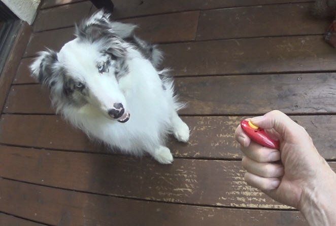 Magic Momo and a Clicker