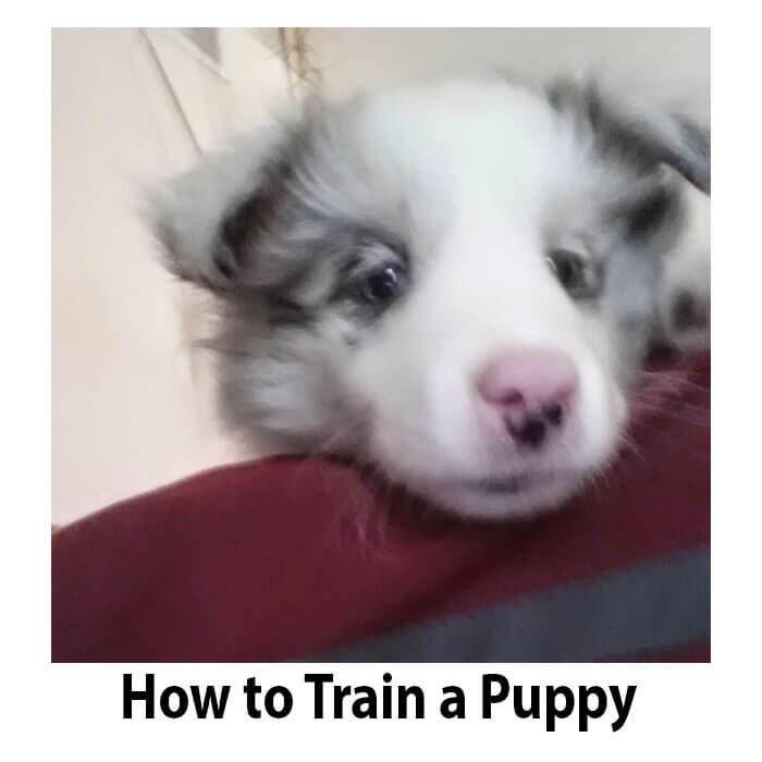 Puppy Training Tips
