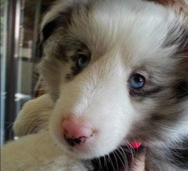 Tips for helping a dog to relax