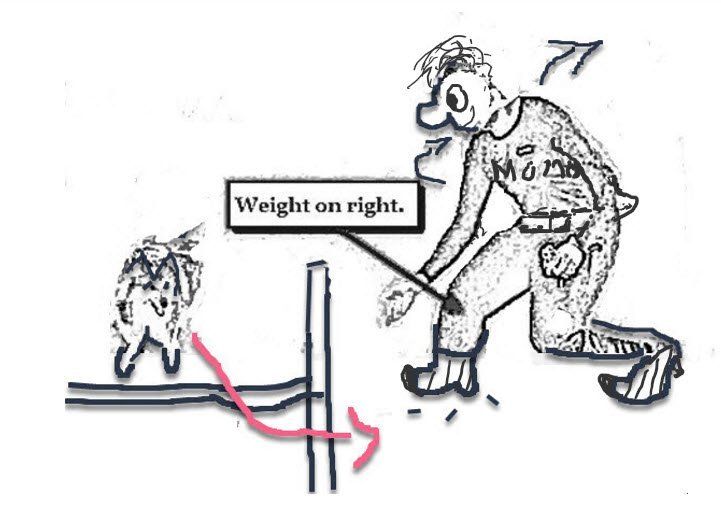 reverse spin in dog agility