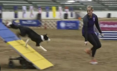 Jennifer Crank Running Contacts AKC Nationals 2018