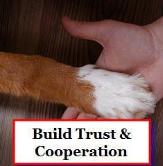 Building Trust and Cooperation in Dog Agility building trust between you and your dog