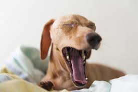 Yawn to manage stress Yawn to manage stress