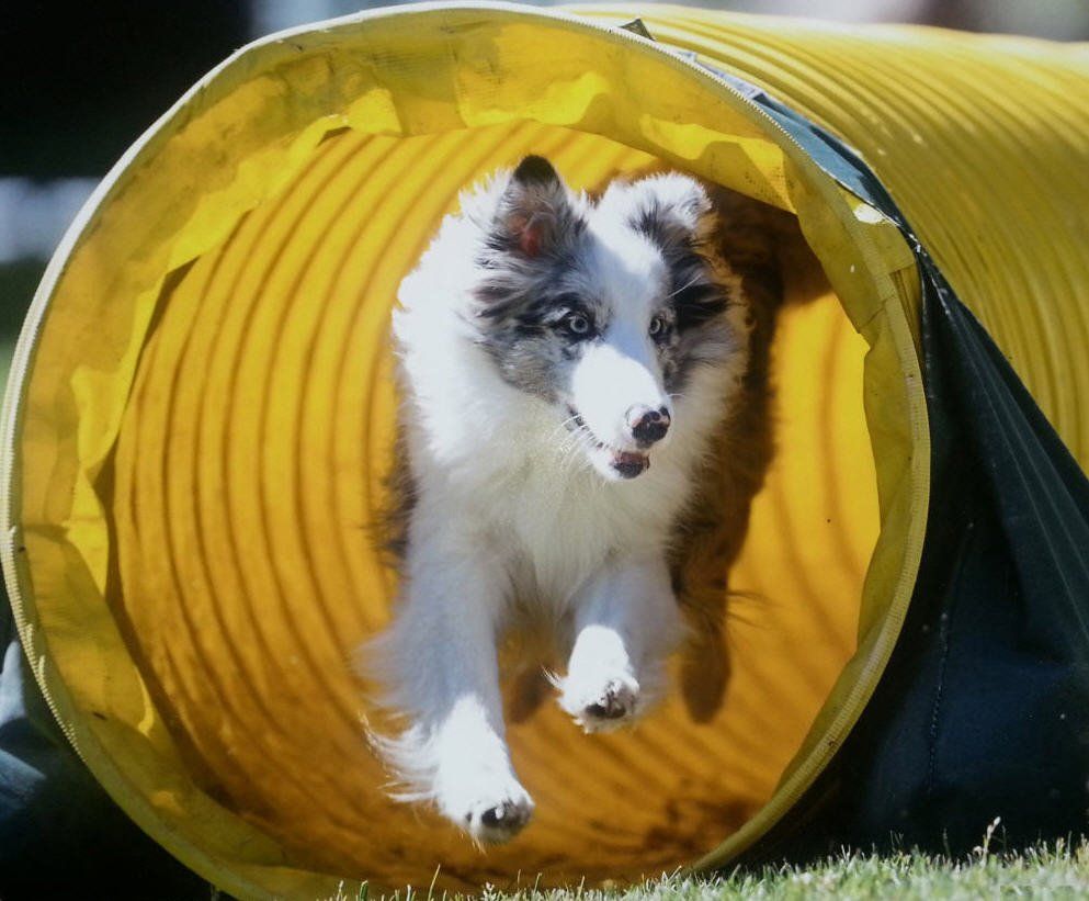 Momo coming out of tunnel
