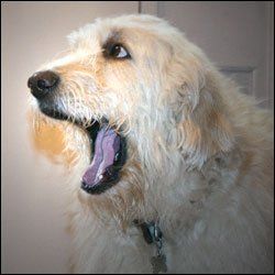 Yawning helps you and your dog relax and become calm
