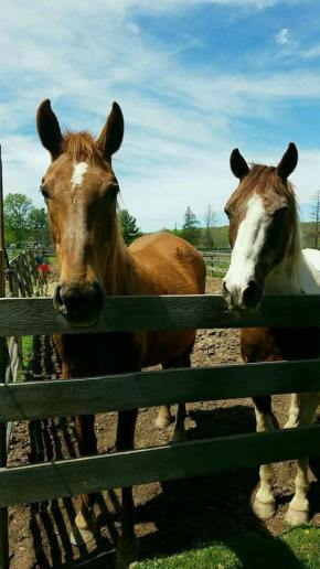 Our Rescues 10