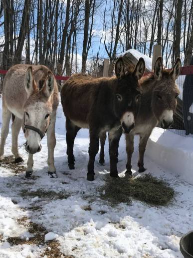 Our Rescues 11