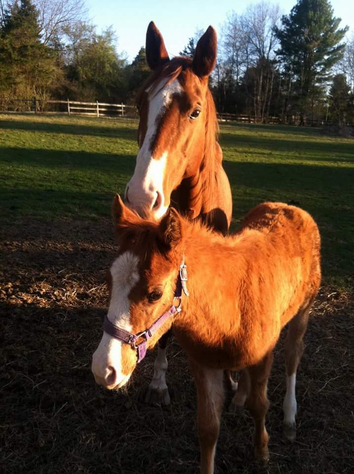 Our Rescues 13