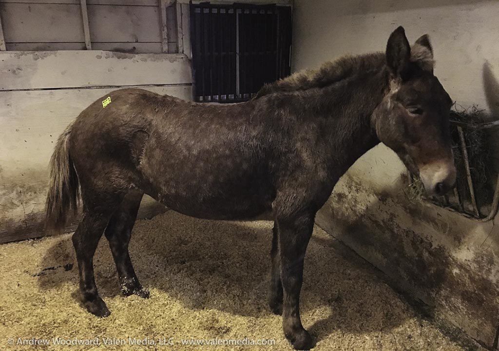 Our Rescues 28