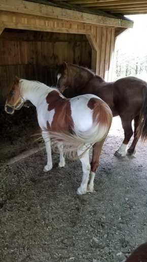 Our Rescues 9