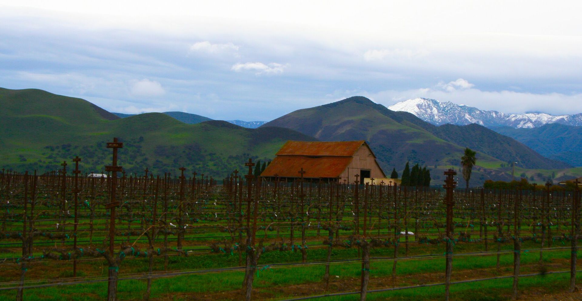 A small house in the middle of a vineyard with mountains in the background.